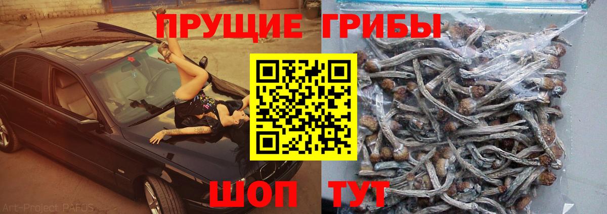 купить  цена  Вход с VPN  Псилоцибиновые грибы Psilocybine cubensis  Елизово  Галлюциногенные грибы прущие грибы 